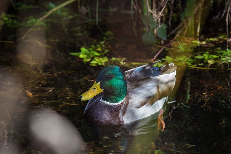 View of a duck in lake