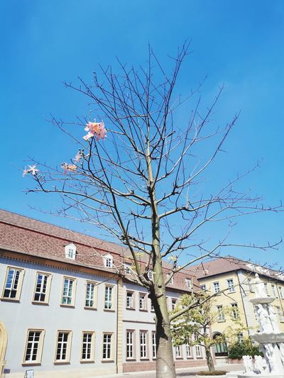 Low angle view of tree and building against blue sky