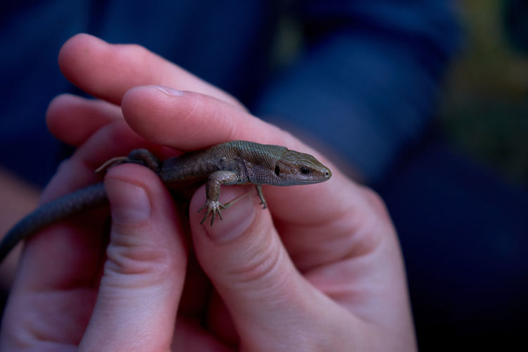 Close-up of human hand holding a lizard outdoors