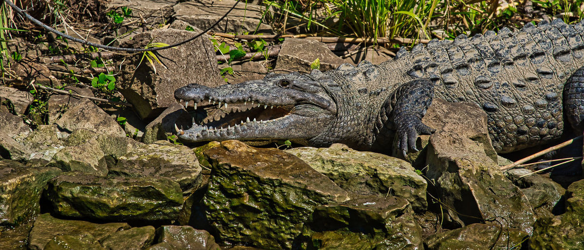 Close-up of crocodile on rock