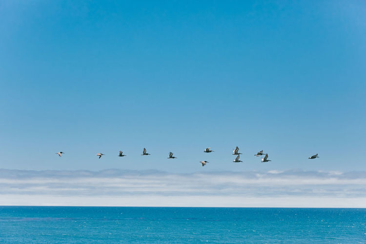 Flock of seagulls flying over ocean during summer in baja, mexico.