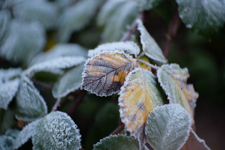 Close-up of frost on leaves during winter