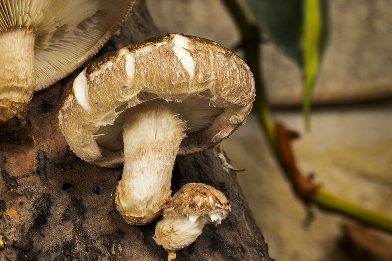 Thishake mushrooms, growing on a tree