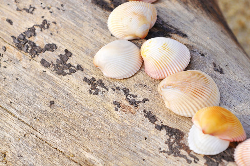 Close-up of clamshells on wood