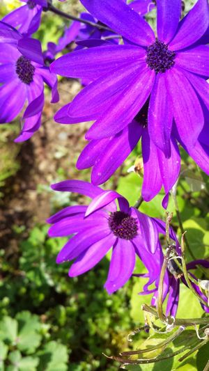 Close-up of purple flowers blooming outdoors