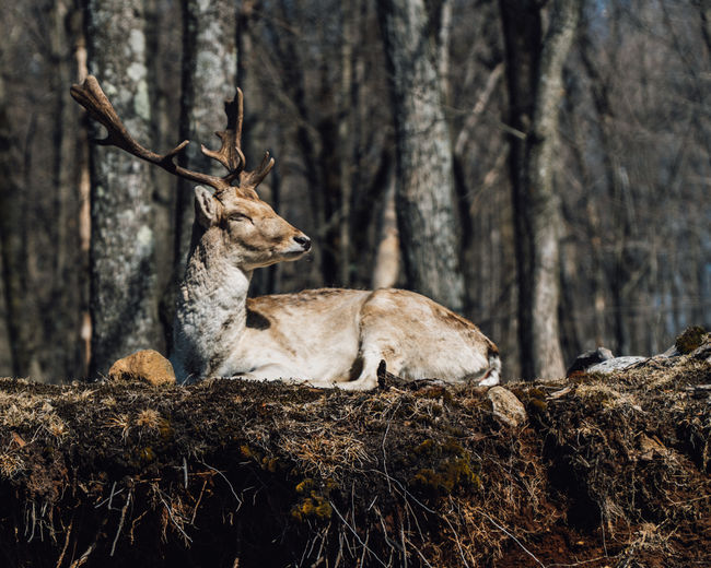 Deer resting on tree trunk