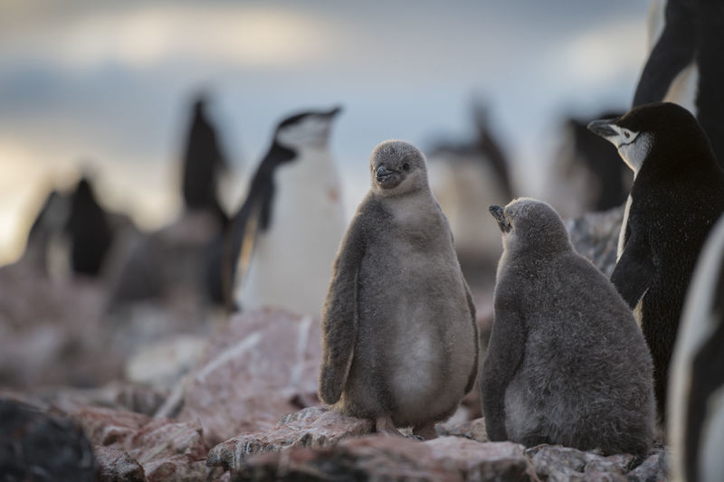Chinstrap penguin chicks on elephant island, south shetlands, antarctica