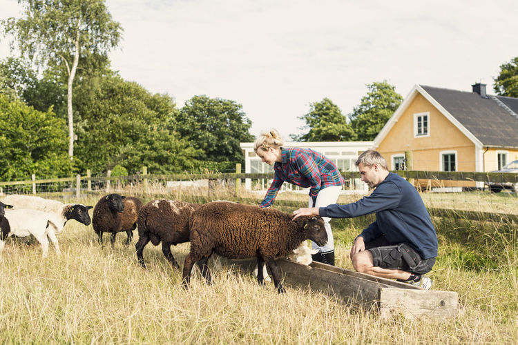Man and woman embracing sheep while feeding at farm