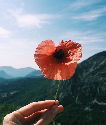 Cropped hand holding red poppy flower against sky