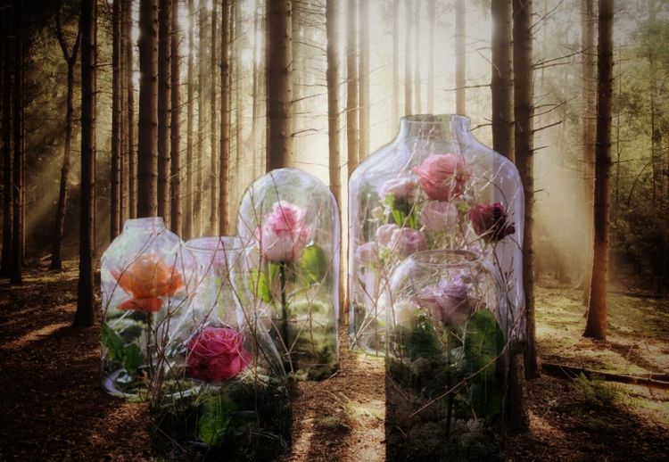 Digital composite image of flowers and trees in forest