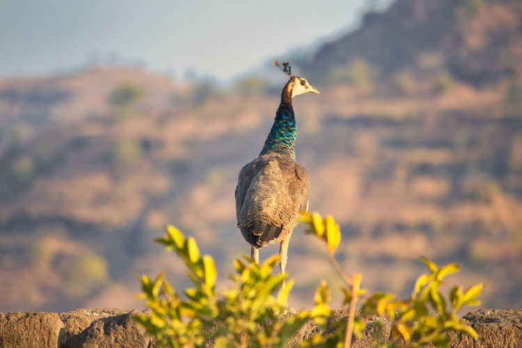 Peafowl perching on a plant