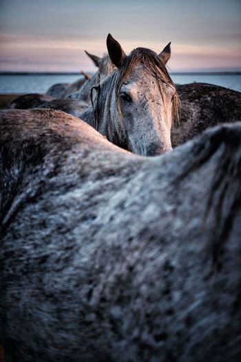 Portrait of horse in the sea