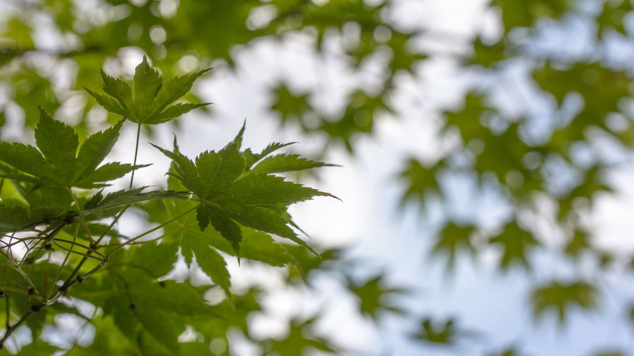 Low angle view of leaves on tree