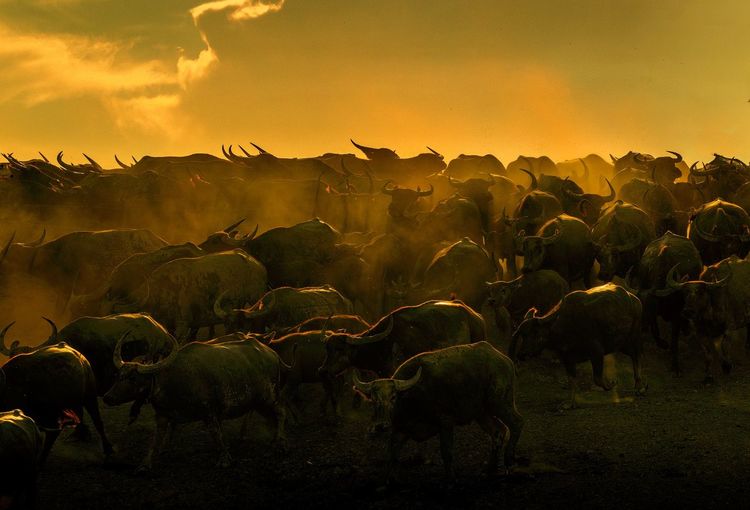Water buffaloes at farm against orange sky