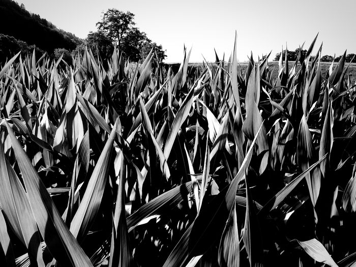 Plants growing on field