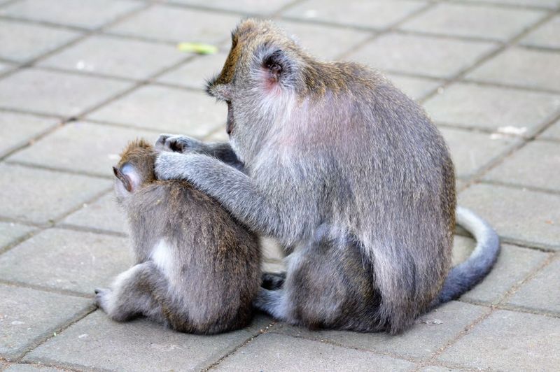 Two monkeys sitting outdoors
