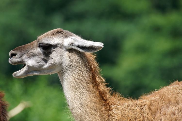 Side view of llama