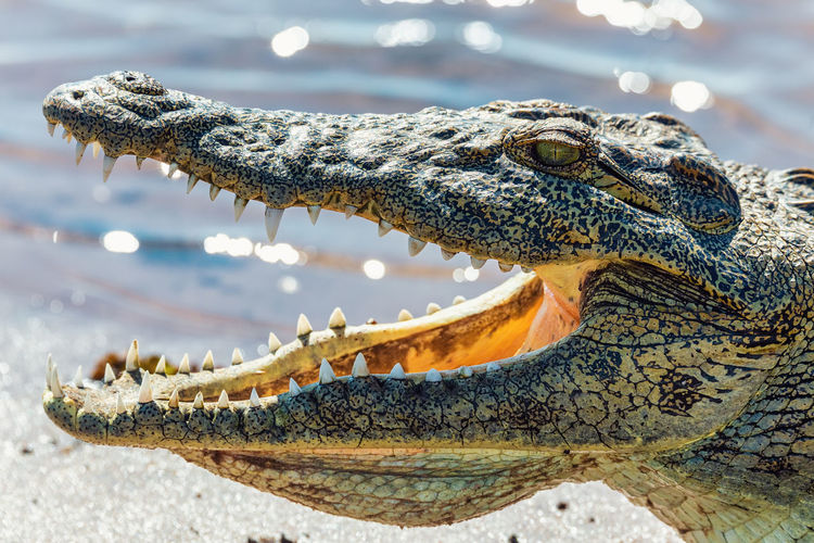 Close-up of crocodile in a water