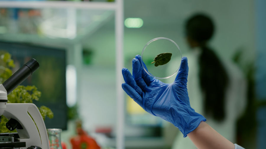 Close-up of man holding leaf in petri dish