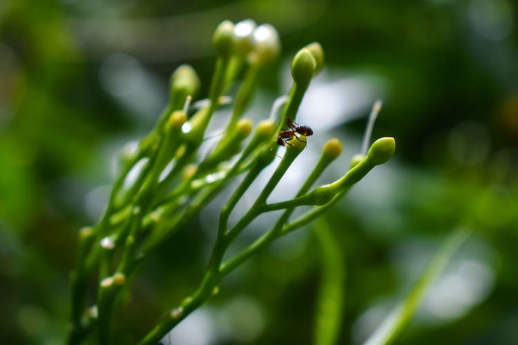 A small ant setting on a flower buds.