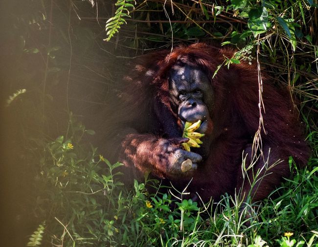 Orangutan in their natural habitat