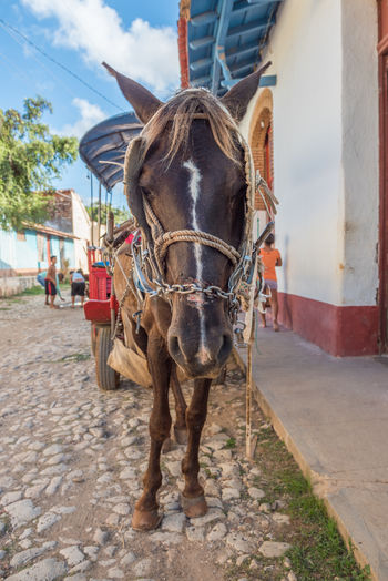 Close-up of horse with cart on street