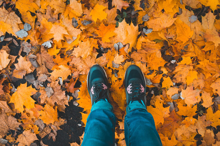 Low section of person standing on yellow maple leaves