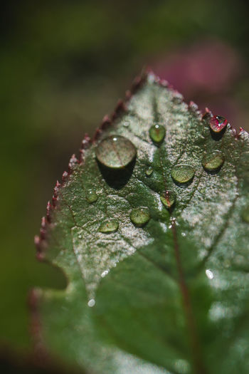 Close-up of raindrops on leaves