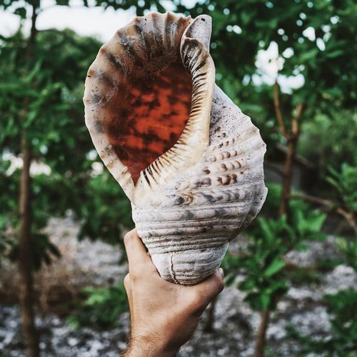 Close-up of hand holding seashell