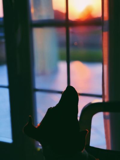 Close-up of silhouette cat by window at home