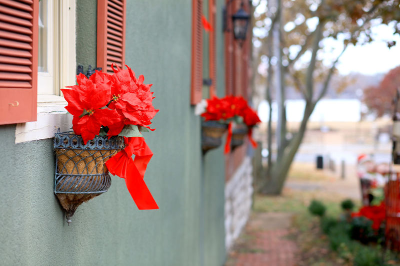 Close-up of red flower hanging on building