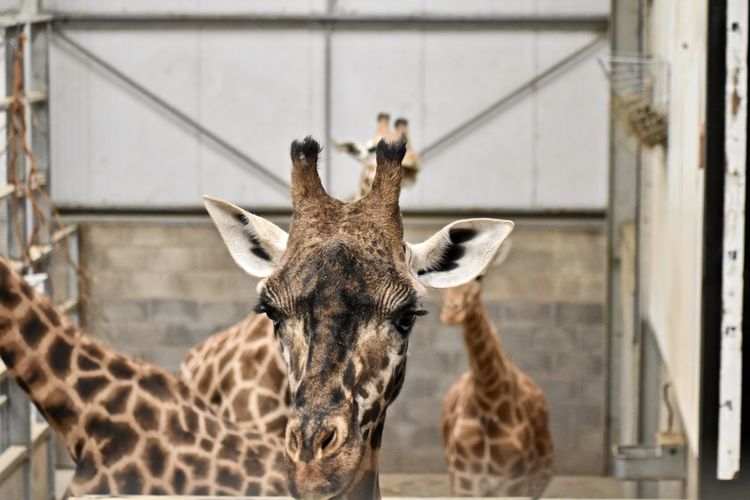 Giraffe in zoo
