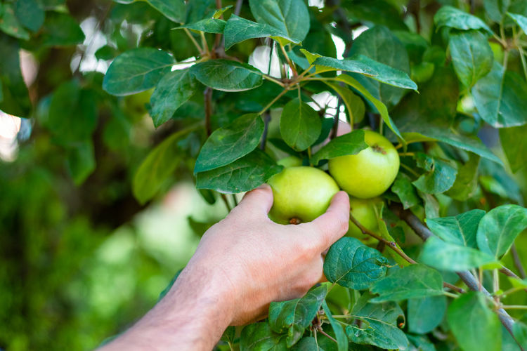 Cropped image of hand holding fruits