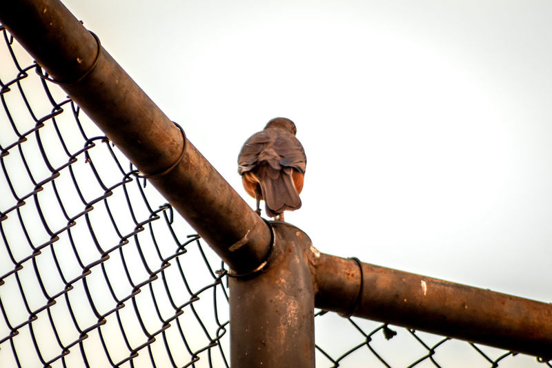 Low angle view of man climbing fence against clear sky