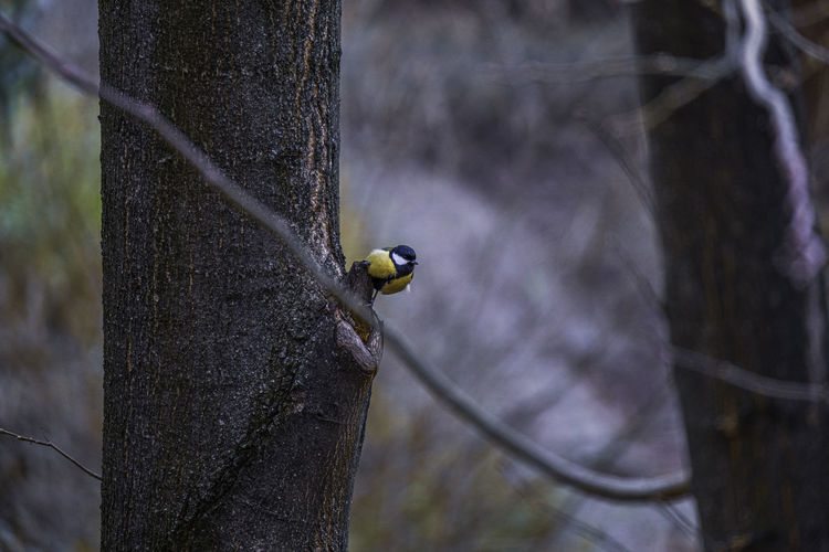Telephoto shoot of bird perching on tree trunk