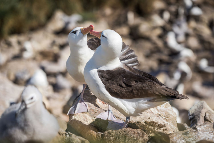 Albatrosses perching on rock