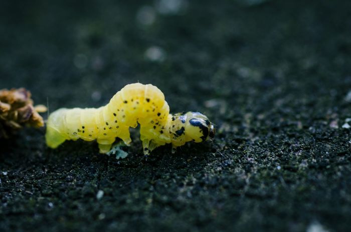 Close-up of yellow caterpillar
