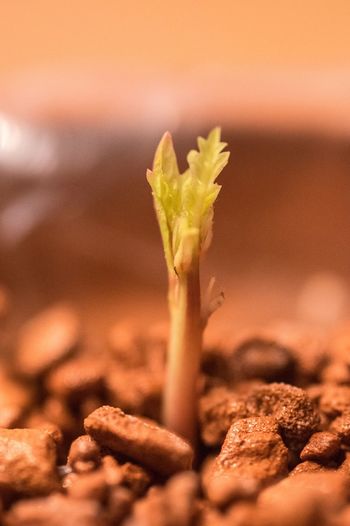 Close-up of small plant