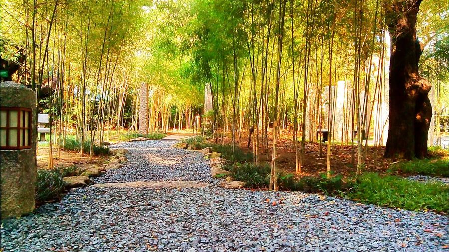 Walkway amidst trees
