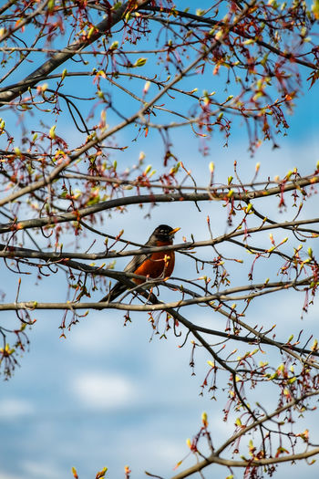 Low angle view of bird perching on tree