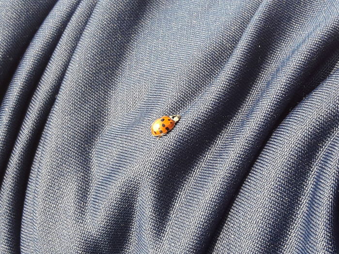 Close-up of a ladybug