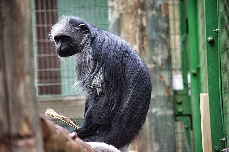 Monkey sitting on branch in cage at zoo