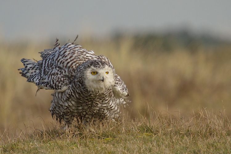Snowy owl perching on field