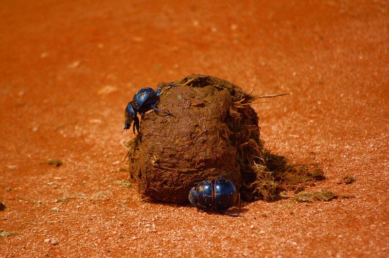 Close-up of dung beetles