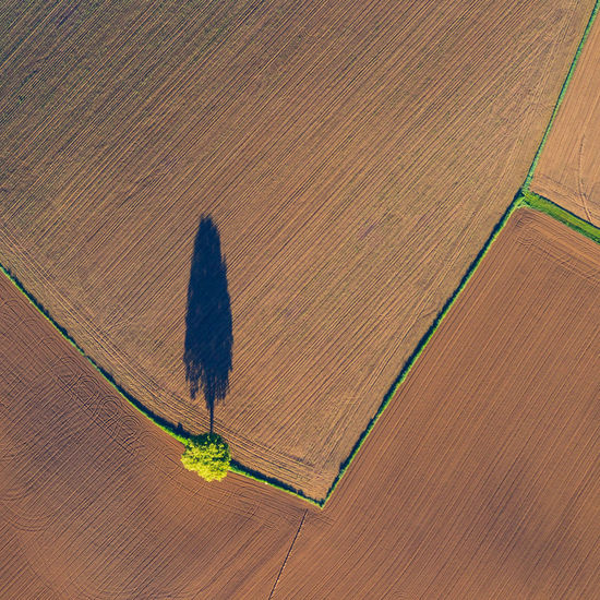 Aerial view of tree on agricultural field