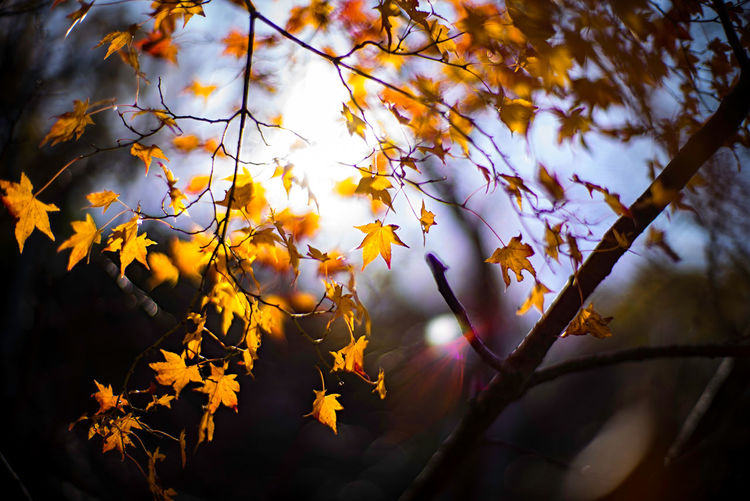 Low angle view of autumnal leaves on tree