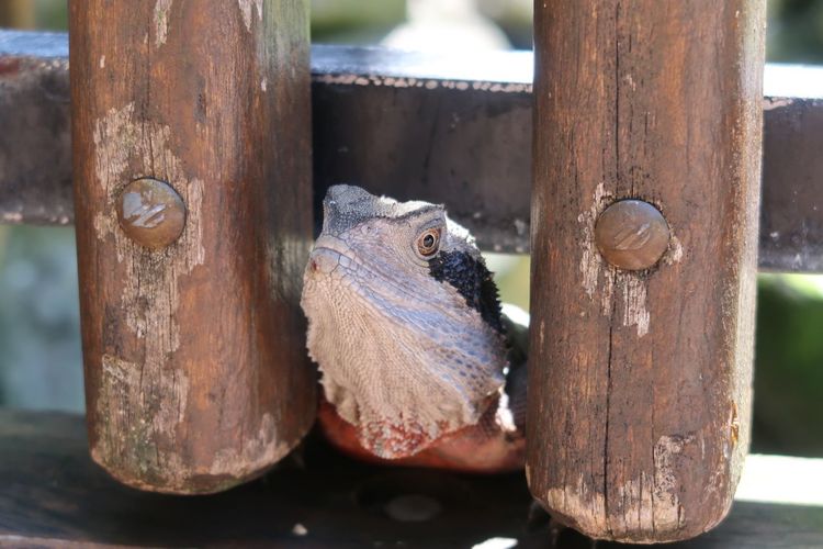 Close-up of a lizard poking his head through two rustic wooden posts