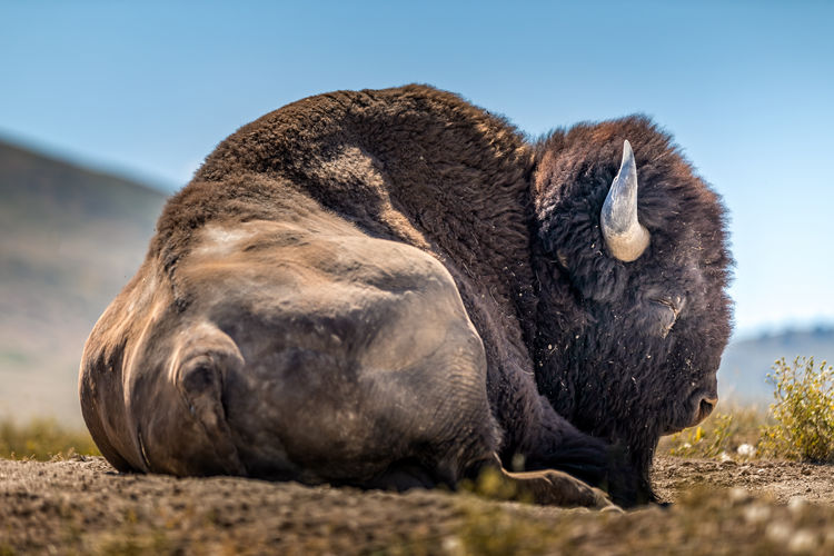 Sleeping giant - bison rresting in the prairie