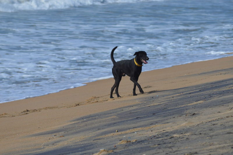 Dog walking on sand at beach