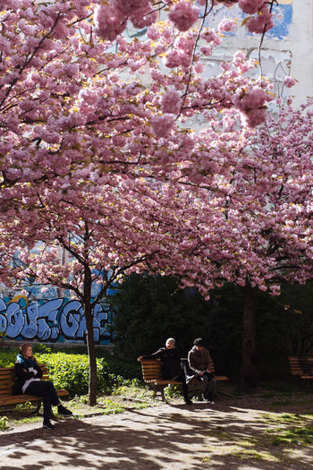 Trees with pink flowers in foreground